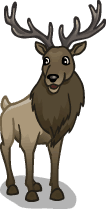 animal_elk